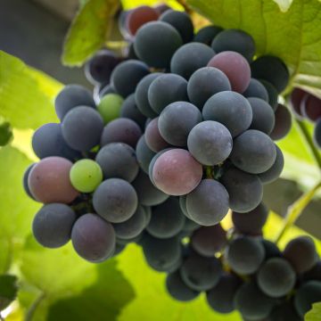 Viiniköynnös Fragola Nera Precoce