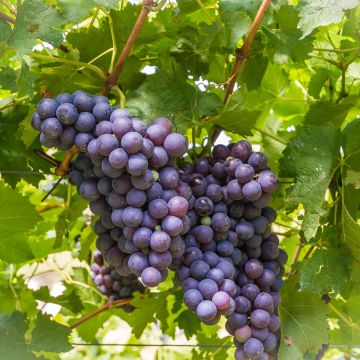 Aitoviiniköynnös Moscato d'Adda