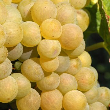 Aitoviiniköynnös Moscato Monregalese