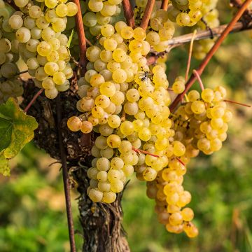 Aitoviiniköynnös Regina dei Vigneti