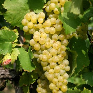 Aitoviiniköynnös Vermentino Bianco