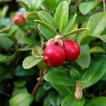 Amerikankarpalo - Vaccinium macrocarpon