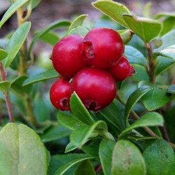 Puolukka luomu - Vaccinium vitis idaea
