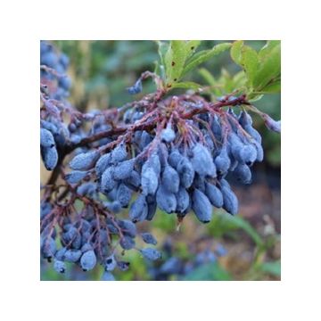 Pensasmustikka Goutte Bleuef