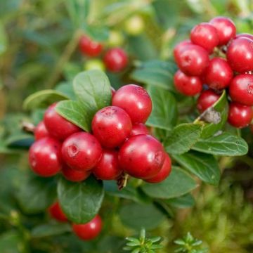 Puolukka Red Candy