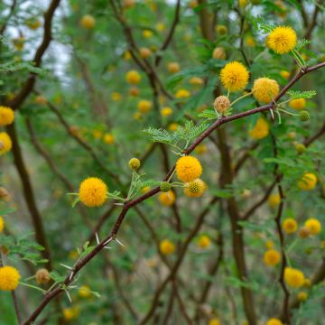 Tuoksuakaasia - Vachellia farnesiana