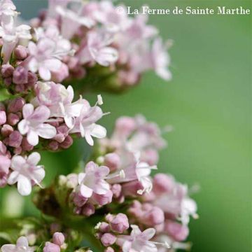 Rohtovirmajuuri - Ferme de Sainte Marthe - Valeriana officinalis