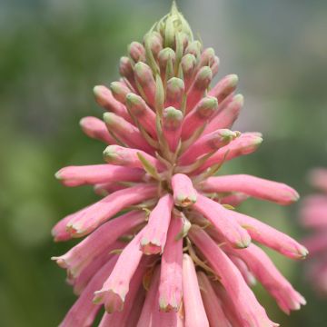 Purppuraheimikki - Veltheimia bracteata
