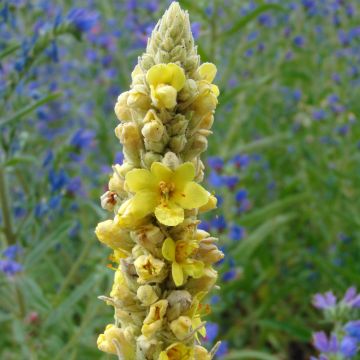Ukontulikukka - Verbascum thapsus