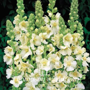 Tulikukka Snow Maiden (siemenet)