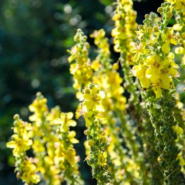 Jättitulikukka - Verbascum olympicum