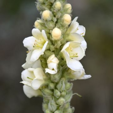 Rohtotulikukka Spica