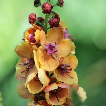 Tulikukka Clementine