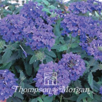 Tarhaverbena Blue Lagoon (siemenet)