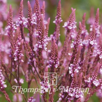 Tähkäverbena Pink Spires (siemenet)