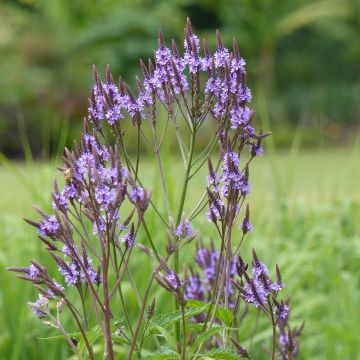 Tähkäverbena - Verbena hastata