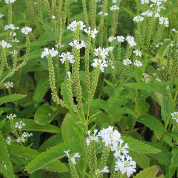 Tähkäverbena Alba
