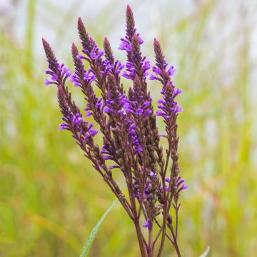 Tähkäverbena Blue Spires