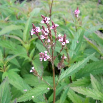 Tähkäverbena Pink Spires