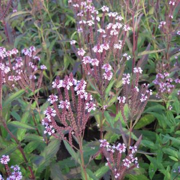 Tähkäverbena Rosea