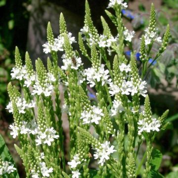 Tähkäverbena White Spires