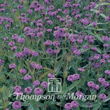 Siniverbena (siemenet) - Verbena rigida