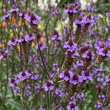 Tarhaverbena Lavender Spires