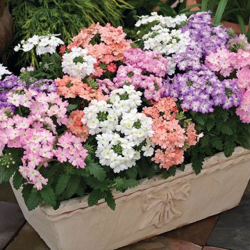 Tarhaverbena Tuscany Pastel Mixed (siemenet)