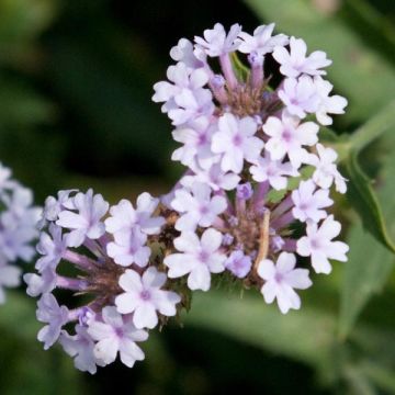 Siniverbena Polaris