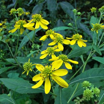 Helosätee - Verbesina alternifolia