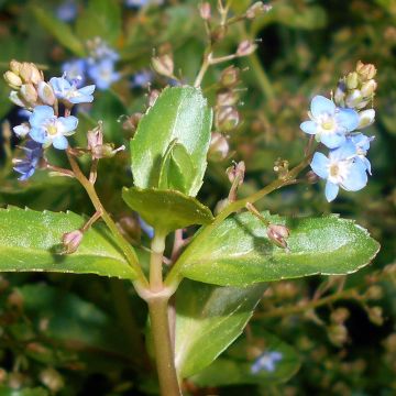 Ojatädyke - Veronica beccabunga