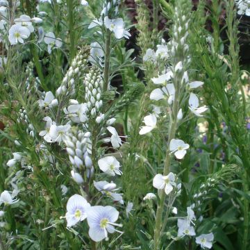 Unelmatädyke - Veronica gentianoides