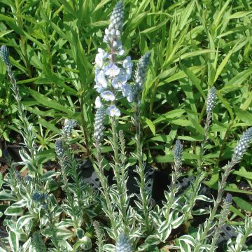 Unelmatädyke Variegata