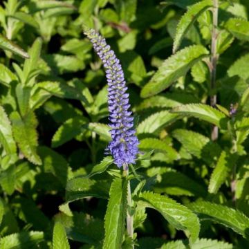 Rantatädyke Blauriesin