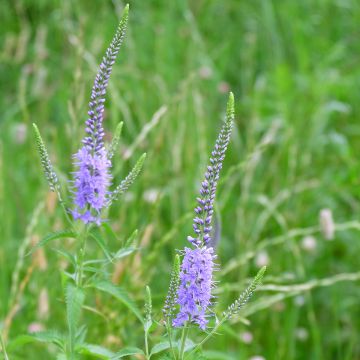 Rantatädyke Marietta