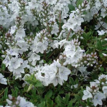 Mätästädyke Alba