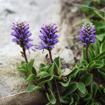 Tädyke - Veronica allionii