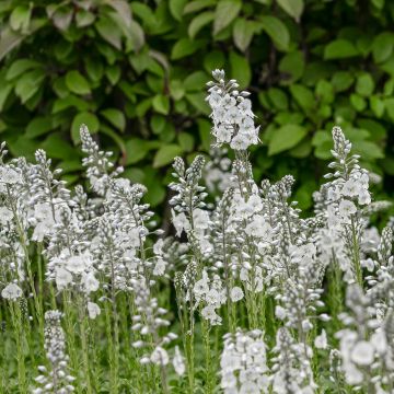 Unelmatädyke Tissington White