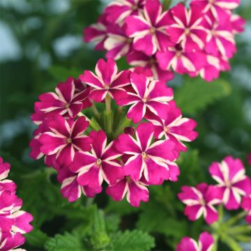 Tarhaverbena Estrella Merlot Star.