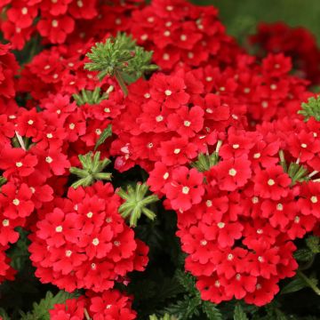 Tarhaverbena Superbena Royale Red