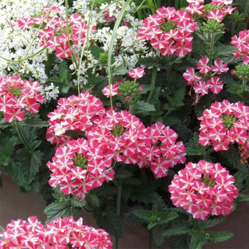 Tarhaverbena Superbena Coral Star