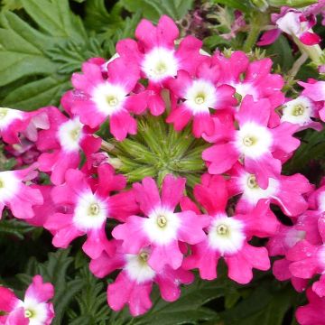 Tarhaverbena Virgo Candy Cane