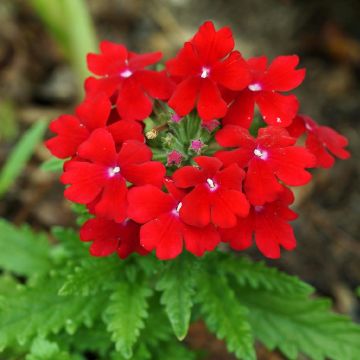 Tarhaverbena Vepita Dark Red