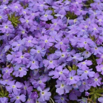 Tarhaverbena Virgo Sky Blue