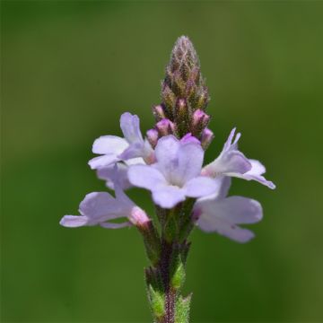 Rohtoverbena luomu - Verbena officinalis