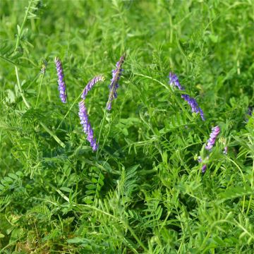 Ruisvirna luomu - Ferme de Sainte Marthe - Vicia villosa