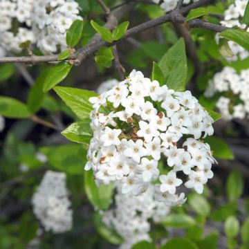 Burkwoodolvon - Viburnum x burkwoodii