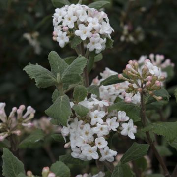 Tuoksuheisi Caprifoliaceae