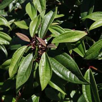 Heisi Angustifolium