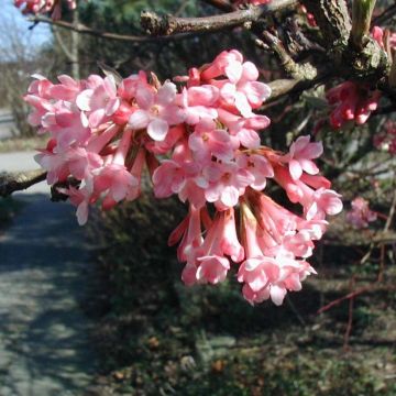 Keisarinheisi - Viburnum farreri